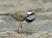 Charadrius wilsonia WILSON'S PLOVER 7004333z