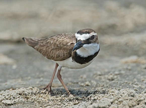 Charadrius wilsonia  WILSON'S PLOVER 7004333z