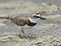 Charadrius wilsonia WILSON'S PLOVER 7004337z