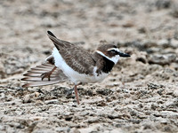 Charadrius wilsonia WILSON'S PLOVER 3029724z
