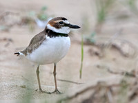 Charadrius wilsonia WILSON'S PLOVER 3029245z