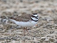 Charadrius wilsonia WILSON'S PLOVER 3029728z