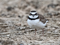 Charadrius wilsonia WILSON'S PLOVER 3029731z
