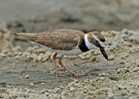 Charadrius wilsonia WILSON'S PLOVER 7004371z