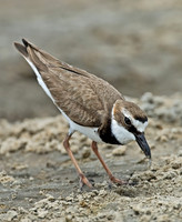 Charadrius wilsonia WILSON'S PLOVER 7004374z