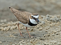 Charadrius wilsonia WILSON'S PLOVER 7004377z