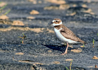 Charadrius wilsonia  WILSON'S PLOVER 167135z