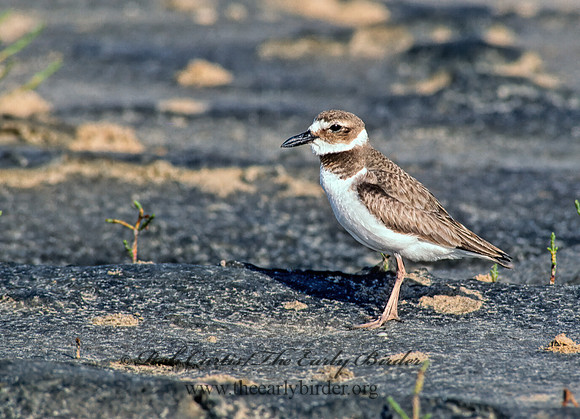 Charadrius wilsonia  WILSON'S PLOVER 167135z