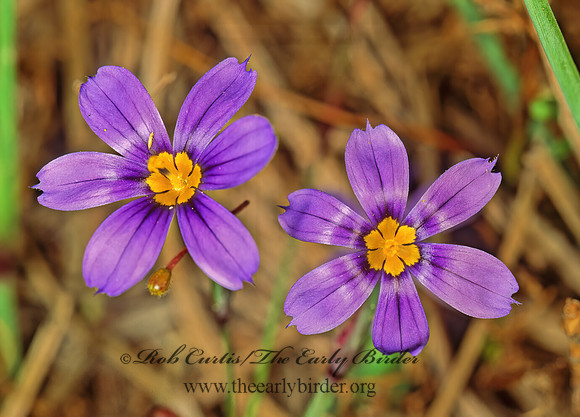 Sisyrinchium atlanticum~ BLUE EYED GRASS 87537z