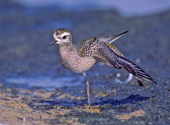 Pluvialis dominica  AMERICAN GOLDEN PLOVER 80016z