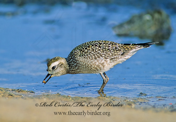 Pluvialis dominica  AMERICAN GOLDEN PLOVER 79911z
