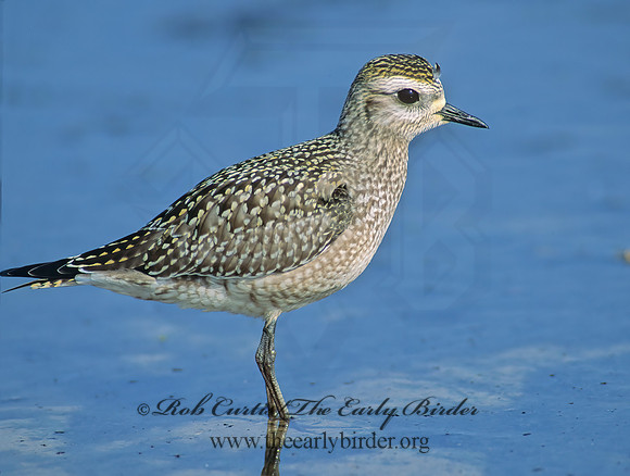 Pluvialis dominica  AMERICAN GOLDEN PLOVER 79905z
