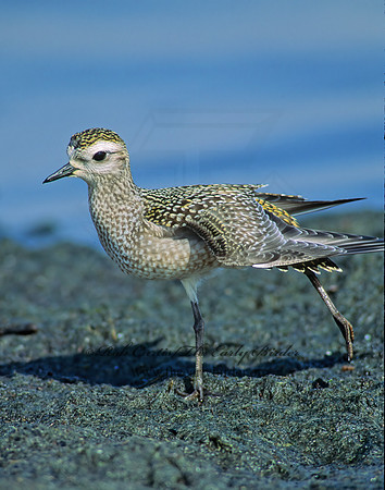 Pluvialis dominica  AMERICAN GOLDEN PLOVER 80012z