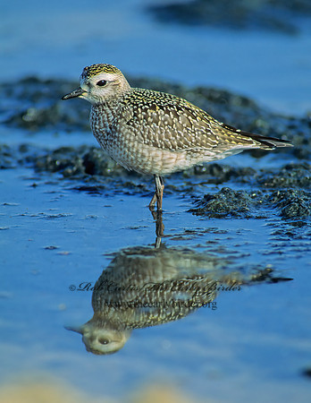 Pluvialis dominica  AMERICAN GOLDEN PLOVER 79820z