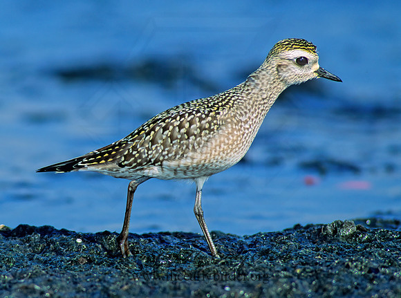 Pluvialis dominica  AMERICAN GOLDEN PLOVER 79926z