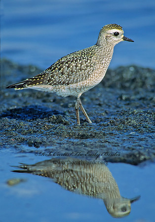 Pluvialis dominica  AMERICAN GOLDEN PLOVER 79933z