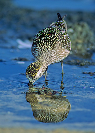 Pluvialis dominica  AMERICAN GOLDEN PLOVER 79937z