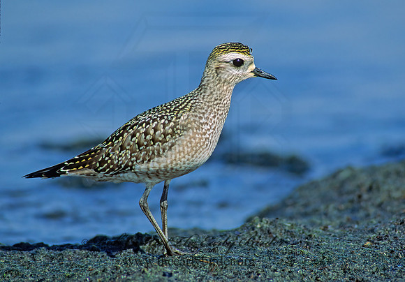 Pluvialis dominica  AMERICAN GOLDEN PLOVER 80006z