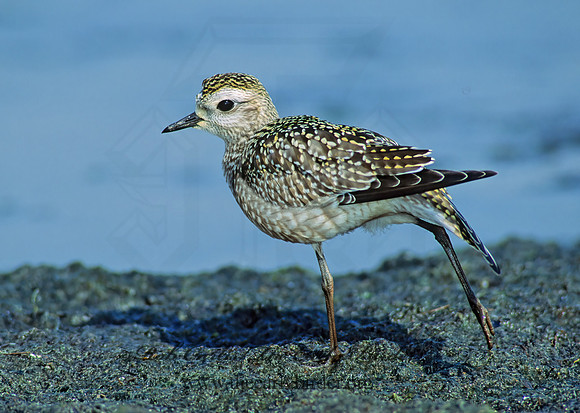 Pluvialis dominica  AMERICAN GOLDEN PLOVER 80029z