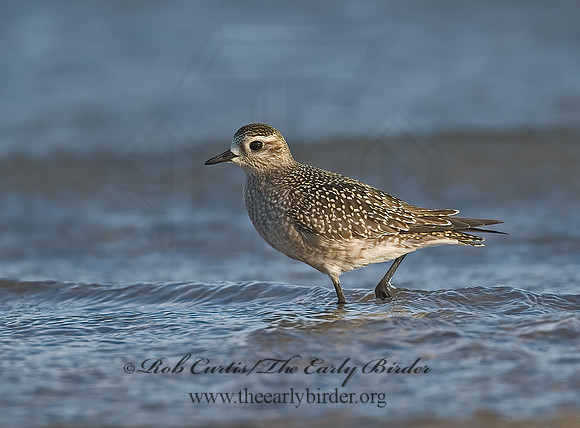 Pluvialis dominica  AMERICAN GOLDEN PLOVER 7012480z