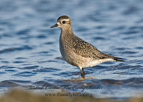 Pluvialis dominica  AMERICAN GOLDEN PLOVER 7012486z