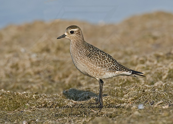 Pluvialis dominica  AMERICAN GOLDEN PLOVER 7012488z