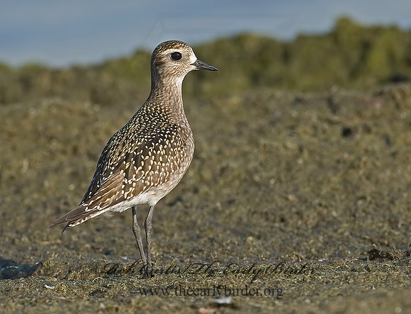 Pluvialis dominica  AMERICAN GOLDEN PLOVER 7012501z