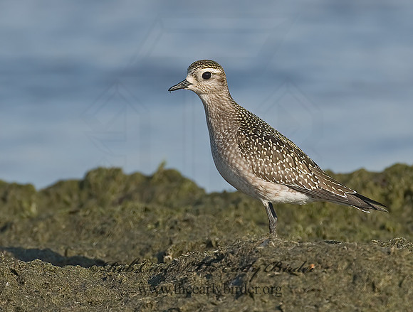 Pluvialis dominica  AMERICAN GOLDEN PLOVER 7012505z