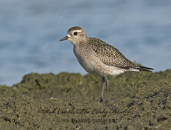 Pluvialis dominica  AMERICAN GOLDEN PLOVER 7012506z