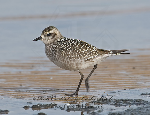 Pluvialis dominica  AMERICAN GOLDEN PLOVER 7012750z