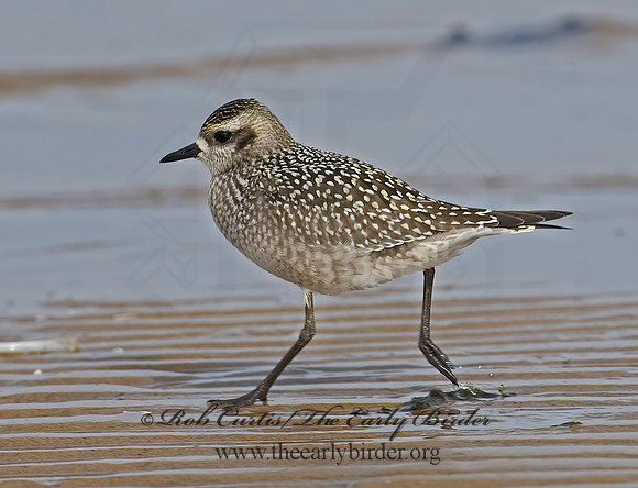 Pluvialis dominica  AMERICAN GOLDEN PLOVER 7012752z