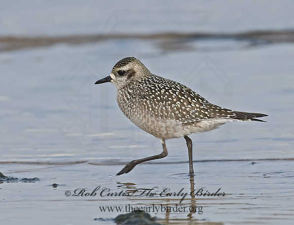Pluvialis dominica  AMERICAN GOLDEN PLOVER 7012756z