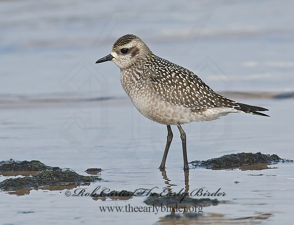 Pluvialis dominica  AMERICAN GOLDEN PLOVER 7012758z
