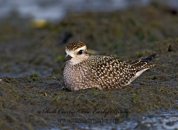 Pluvialis dominica  AMERICAN GOLDEN PLOVER 7016931z