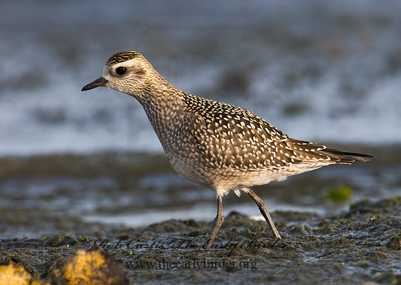Pluvialis dominica  AMERICAN GOLDEN PLOVER 7016944z