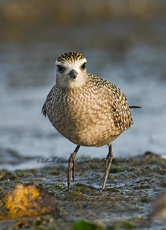 Pluvialis dominica  AMERICAN GOLDEN PLOVER 7016946z