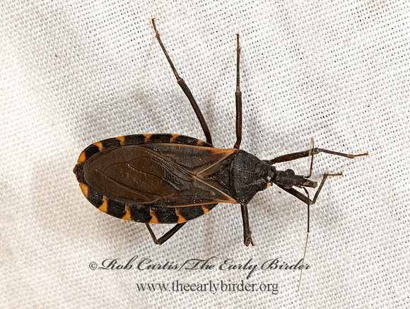 Triatoma gerstaeckeri  BLOODSUCKING CONENOSE 3038916z