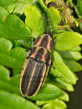 Pyractomena  FIREFLY 9031967z
