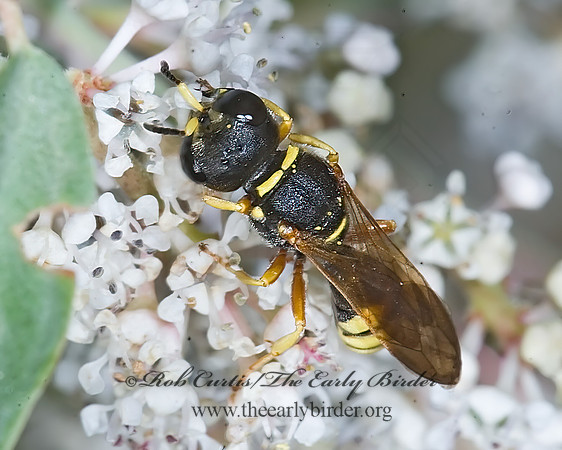 Ectemnius (Hypocrabro) sonorensis 7009897z