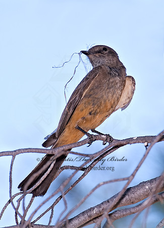 Sayornis sayi  SAY'S PHOEBE 7008406z