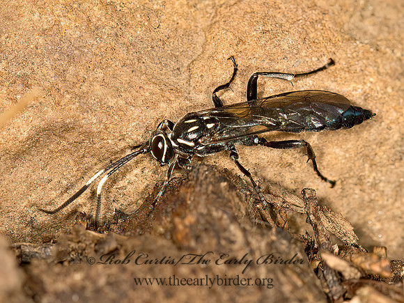 Coelichneumon eximius  HERESIARCHINI ICHNEUMON 9051665z