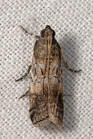 Chararica hystriculella  KNOT-HORN MOTH 3040151z