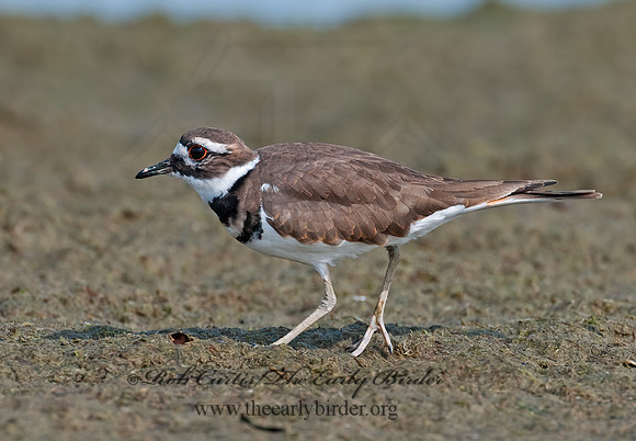 Charadrius vociferus  KILLDEER 3004244z