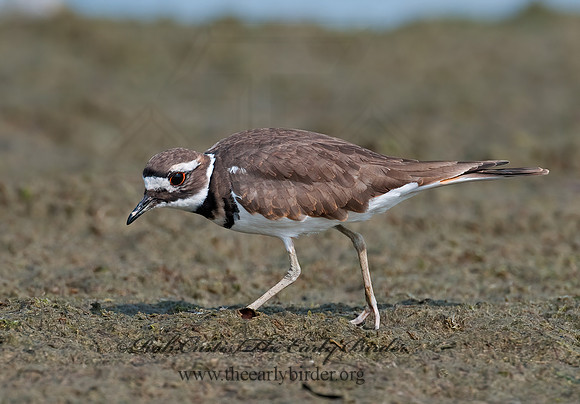 Charadrius vociferus  KILLDEER 3004245z