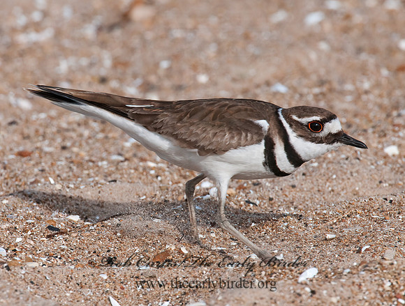 Charadrius vociferus  KILLDEER 3008322z