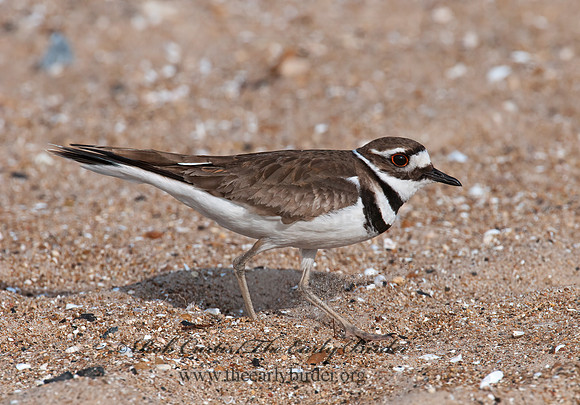 Charadrius vociferus  KILLDEER 3008321z
