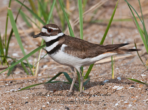 Charadrius vociferus  KILLDEER 3008325z