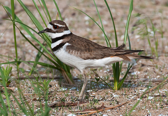 Charadrius vociferus  KILLDEER 3008323z