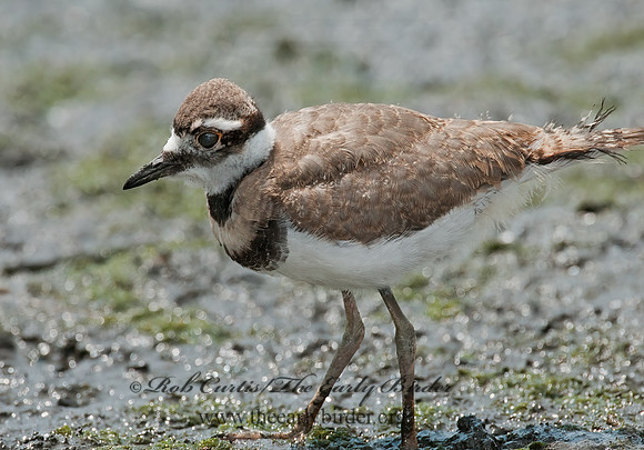 Charadrius vociferus  KILLDEER 3008745z