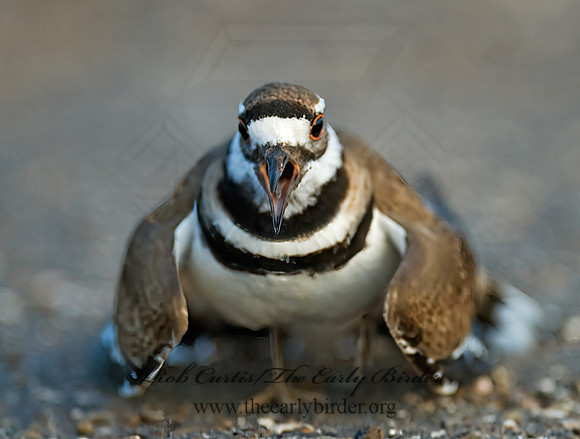 Charadrius vociferus  KILLDEER 6023943z